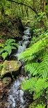Plants: image 24 Of 208 Thumb